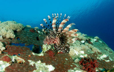 Close-up of fish underwater