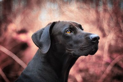 Close-up of dog