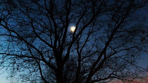 Low angle view of bare tree against sky