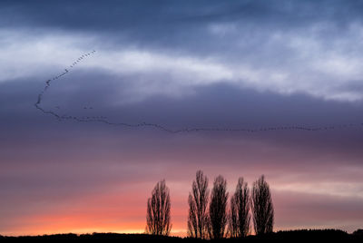 A large skein of common cranes flies overhead at sunset on their annual migration south