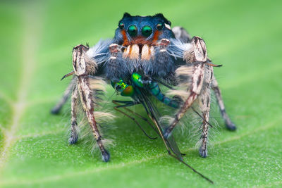 Close-up of spider