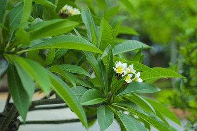 Close-up of flowering plant