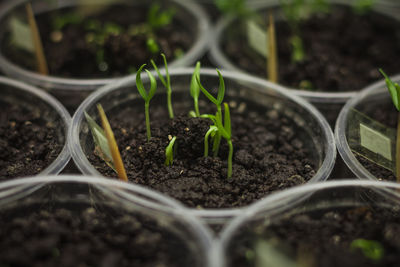 Close-up of plants growing in soil at greenhouse