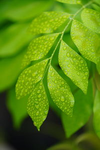 Close-up of wet leaves