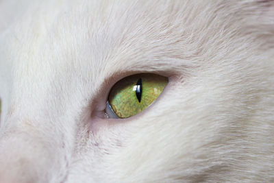 Cropped image of cat eye