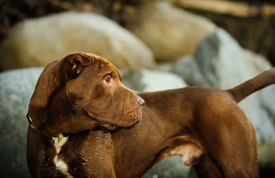 Close-up of shar-pei looking away while standing by rocks