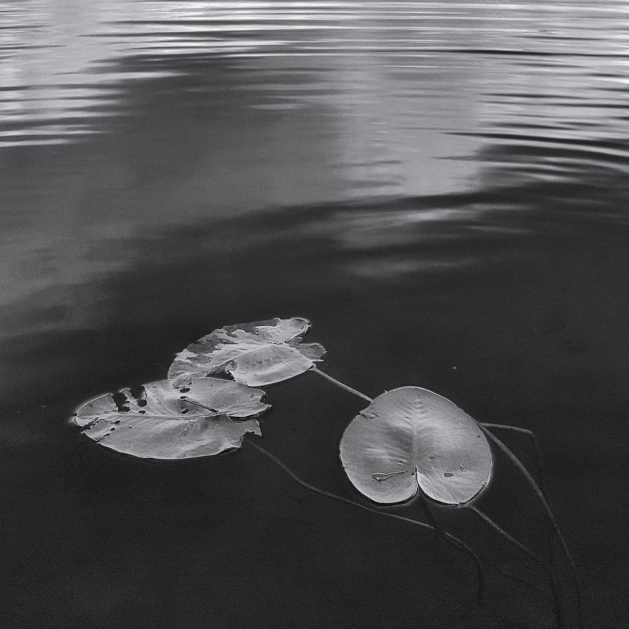 HIGH ANGLE VIEW OF A FLOATING ON THE LAKE