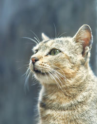 Close-up of a cat looking away