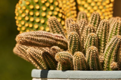 Close-up of succulent plant