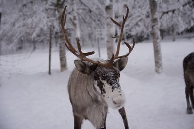 Deer on snow covered field