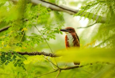 Close-up of bird perching on tree