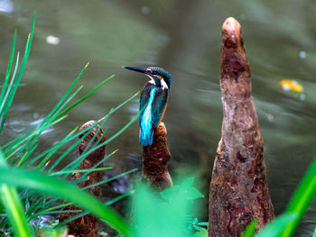 Close-up of bird