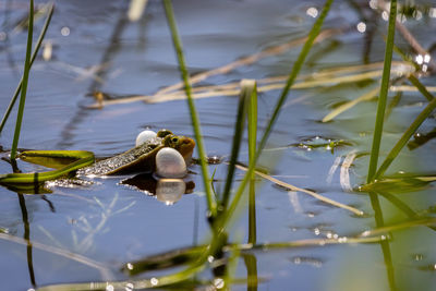 View of duck swimming in lake