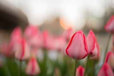 Close-up of red flowers blooming outdoors