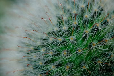 Full frame shot of cactus plant