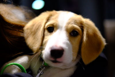 Close-up portrait of dog