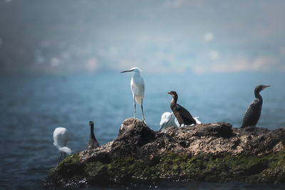 Close-up of bird perching on rock