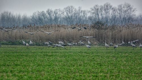 Flock of birds flying over grassy field