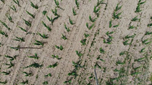 Full frame shot of plants on land