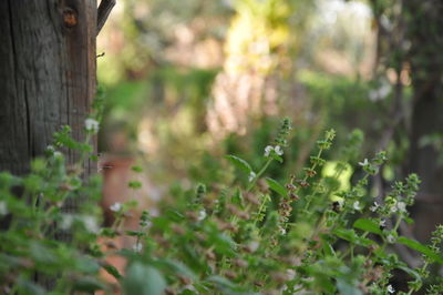 Plants growing on field in park