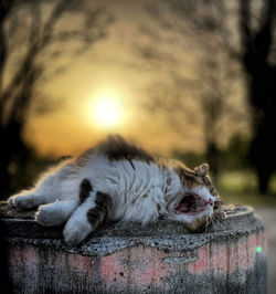 Close-up of a cat resting