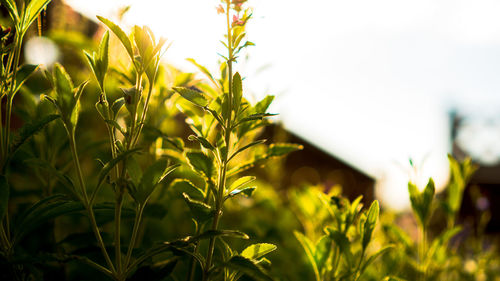 Close-up of fresh plants on field against sky