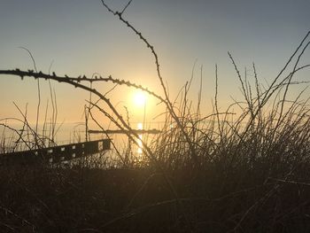 Silhouette plants on beach against sky during sunset