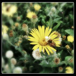 Close-up of dandelion