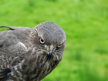 Close-up of owl perching on grass