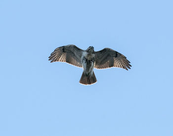 One of the red-tailed hawks of green-wood cemetery, brooklyn
