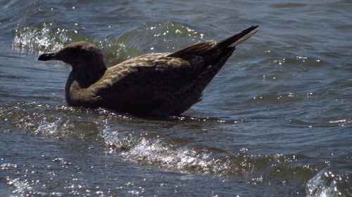 Duck swimming in sea