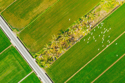 High angle view of agricultural field