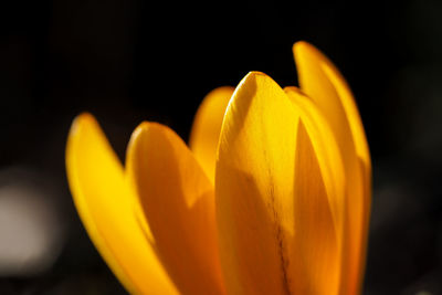 Close-up of yellow crocus orange flower