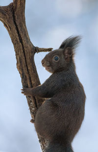 Close-up of squirrel