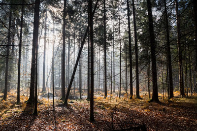 Trees in forest