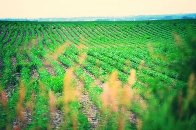 Scenic view of agricultural field