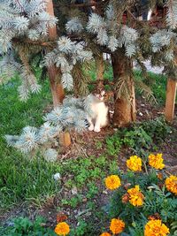 High angle view of cat amidst plants