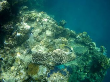 Fish swimming in sea
