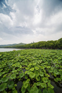 Water lily in lake against sky