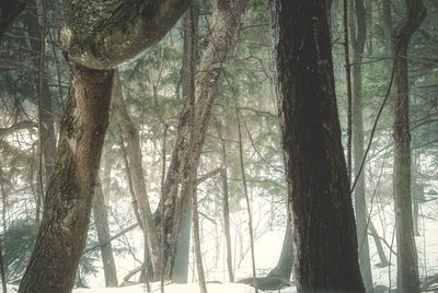 Trees in forest