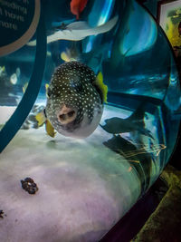 Close-up of fish swimming in aquarium