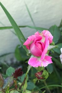 Close-up of pink flowers blooming outdoors