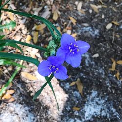 High angle view of blue flowers blooming outdoors