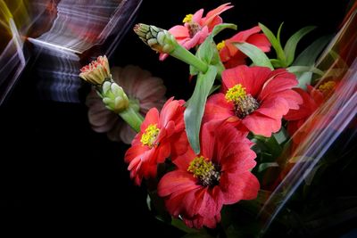 Close-up of potted plant