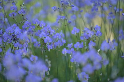 Close-up of purple flowering plants