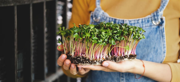 Microgreen in woman hands, small business indoor vertical farm. close-up 