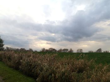 Scenic view of agricultural field against sky