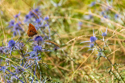 Close-up of butterfly pollinating on purple flower