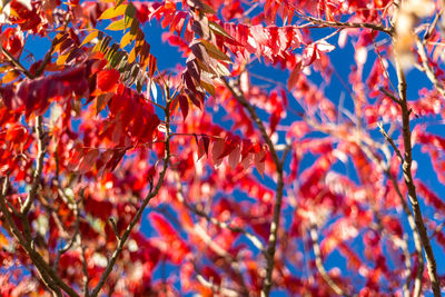 Low angle view of trees during autumn