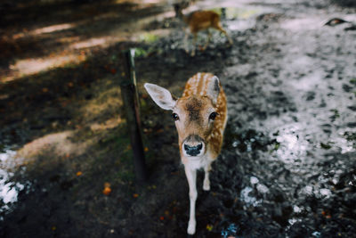 Portrait of fawn standing outdoors